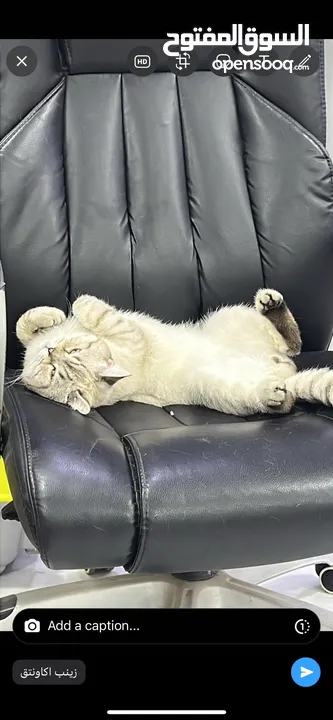 قطتان جميلتان تبحثان عن بيت دافئ  Two lovely cats looking for a loving home