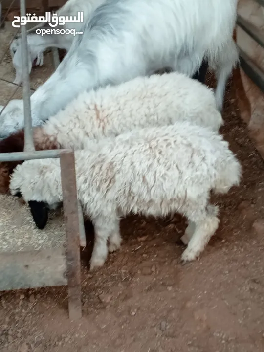 للبيع عبورتين وصخله