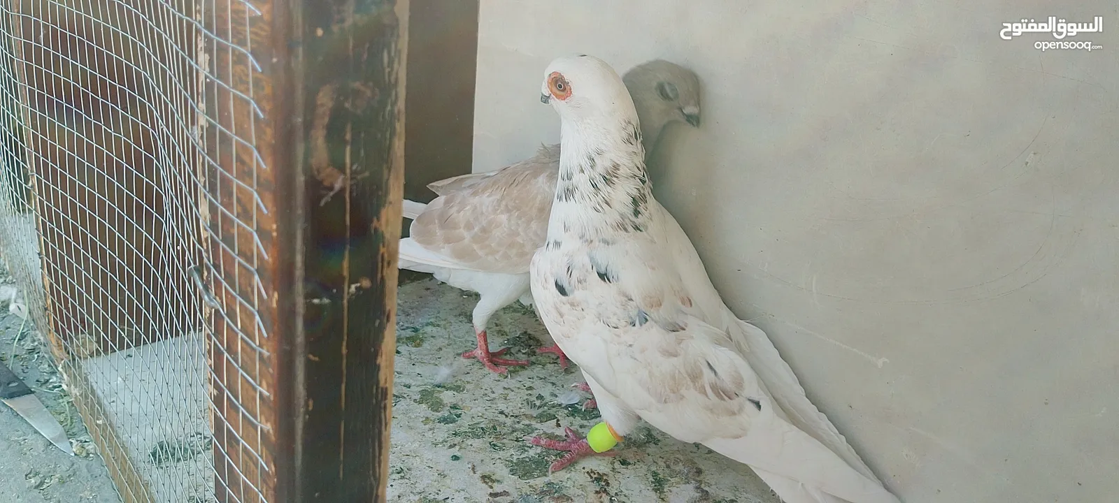 حمام للبيع
