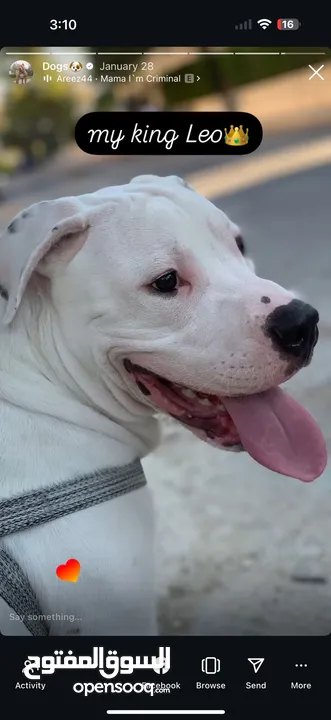 Dogo arganteno so danger and pretty at the same time  كلب دوجو ارجنتيتو للبيع لدواعي السفر