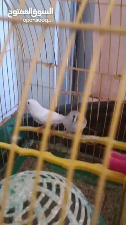طيور الزيبرا