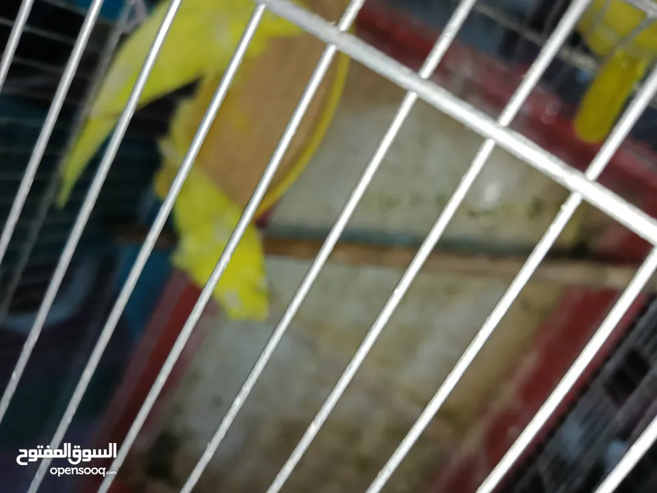 جوز حب هوجو رومو لاتينو  وردات فل شغال للبيع او للبدل علا جوز كنار .. اقرأ الوصف .. للبيع بدون قفص
