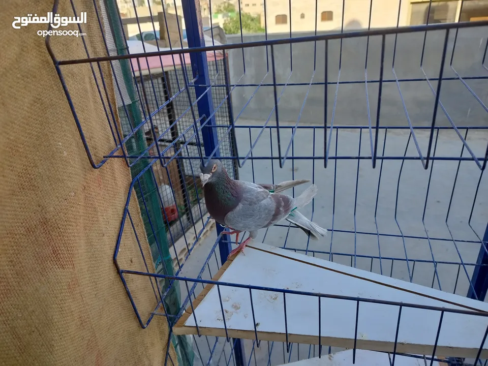 حمام بلدي وانواع اخره   بحاله ممتازة شغالات 14جوز وهاي بعض الصور