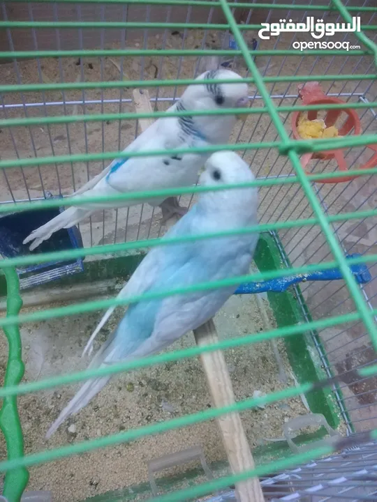 3 جواز حب مع فراخ  بيض مقفصات للبيع