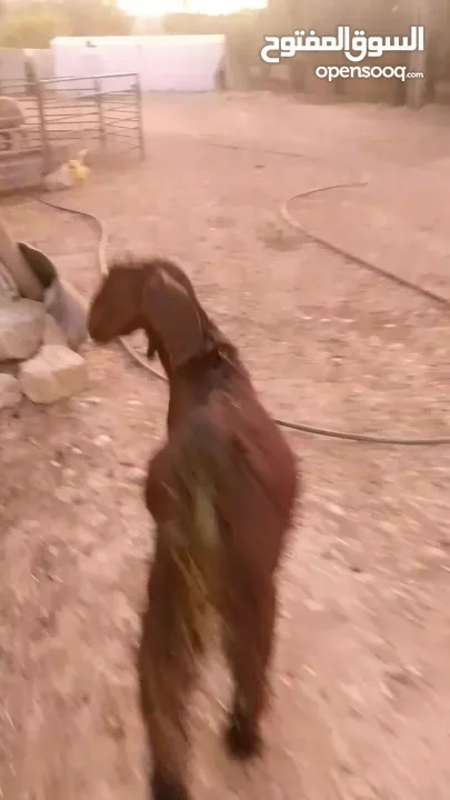 صخله صلات انبي عمر ثلاث شهور صحه ونضافه مكفوله من جميعو