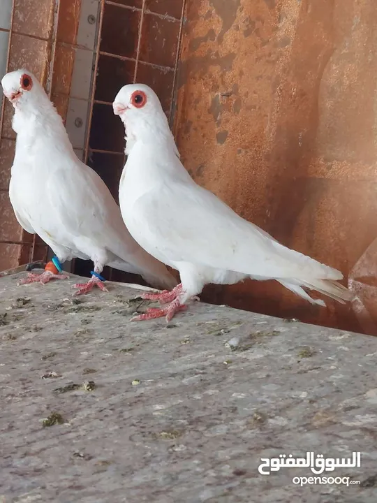فحول وطواير للبيع