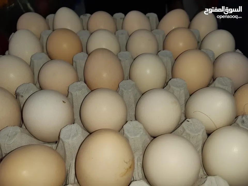 بيض عربي مخصب