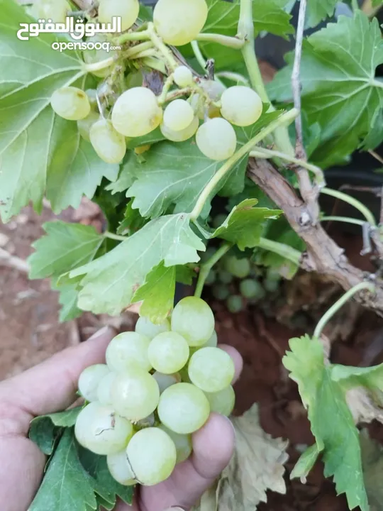 جميع أنواع أشجار الفواكة والحمضيات ( بلدي - مستورد )