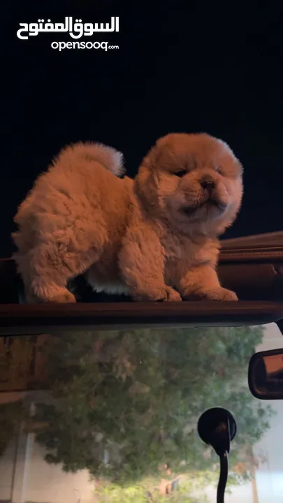 Chowchow .. جاوجاو