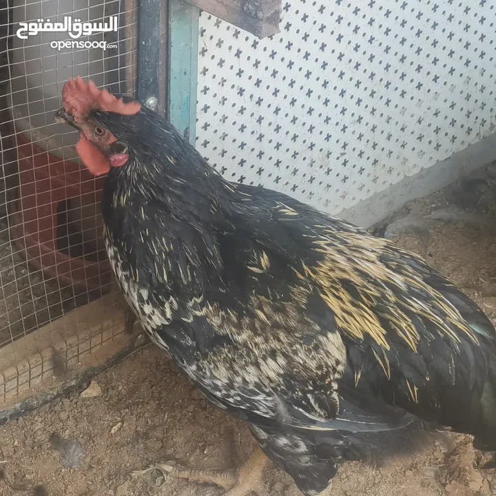 ديوك دجاج نوع استرلوب للبيع