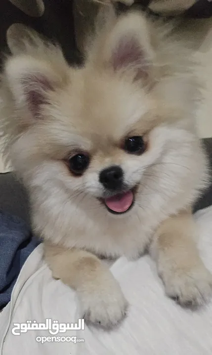 pomeranian female