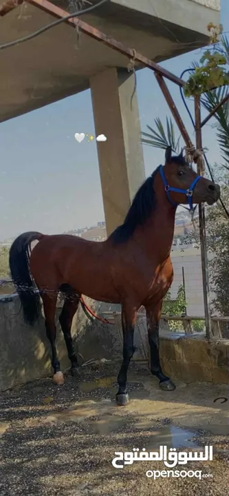 خيل عربي آصيل