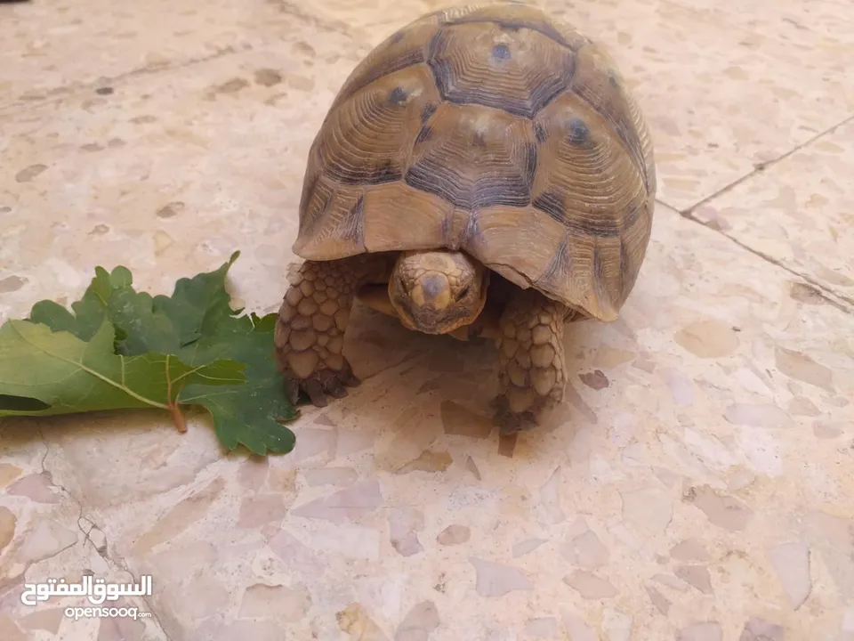 حيوانات اليفه وجميله سبحان الله