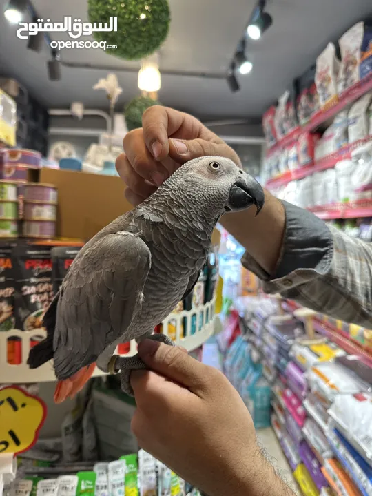 ببغاء الكاسكو