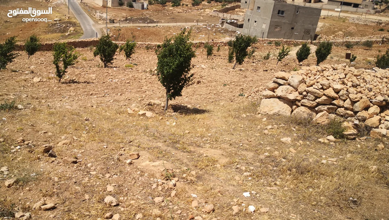 ارض للبيع قطعتين يوجد فيها اربع بيوت ثلاث جاهزات للسكن وواحد بدو تشطيب  15 دونم زيتون وحلويات دوالي