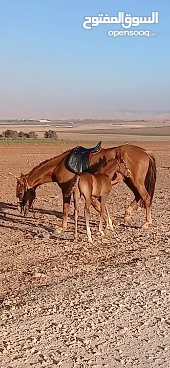 فرس  وراها مهر عربي