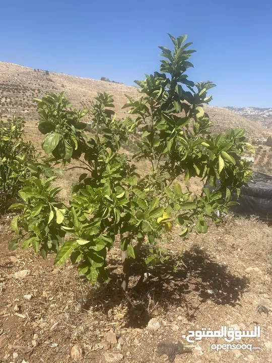 4 شجرات بوملي