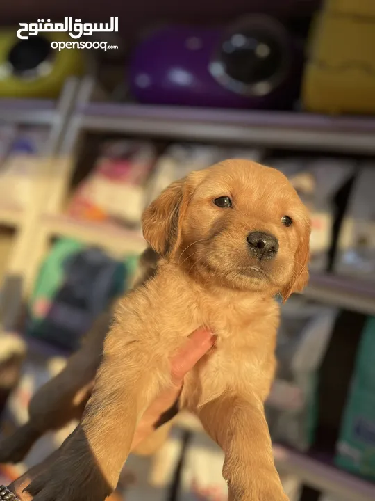 Golden retriever puppy