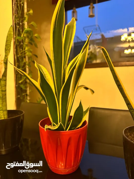 Indoor plant or snake plants