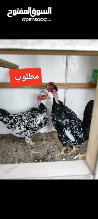 مطلوب دجاج ورد الباكله ابو ركيبه