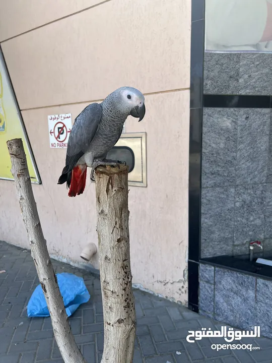 African grey fully tamed and playful