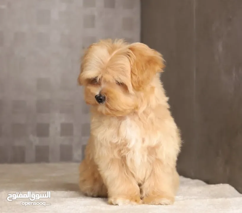 Maltipoo  جراء مالتيبو