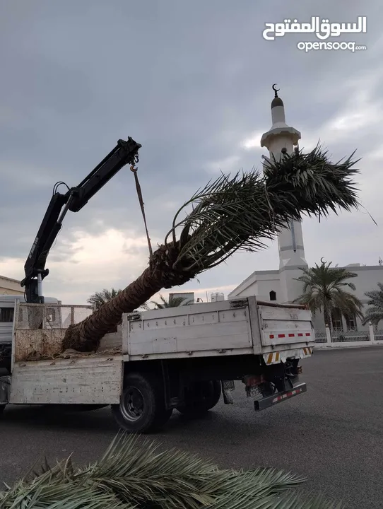 كل مايخص النخيل والاشجار