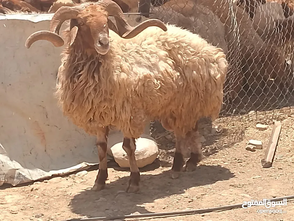 اكباش بلدي نفس الصور صحراوي اضاحي وعقائق وزن 60ل 70قائم احجز ضحيتك ذبح او دون