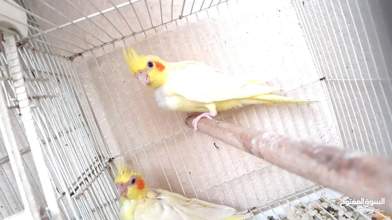 lutino Cockatiel chicks fully yellow