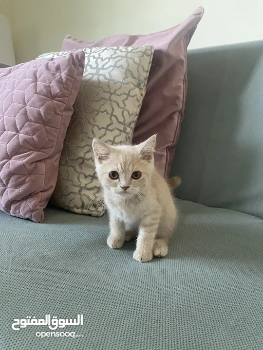 Scottish/Persian 2 month old kitten