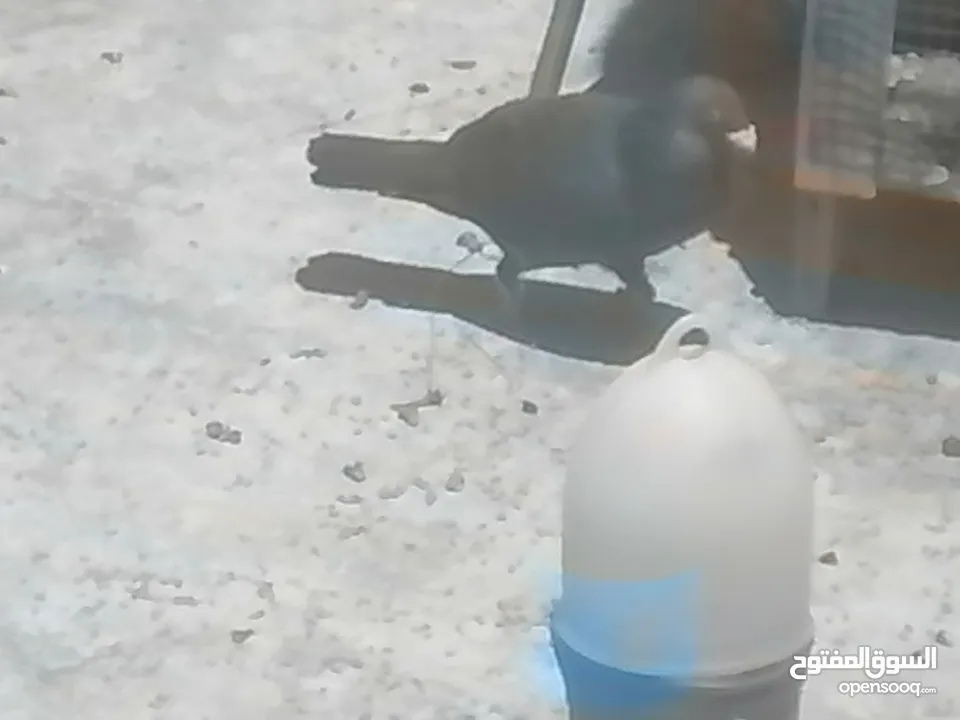 حمام للبيع