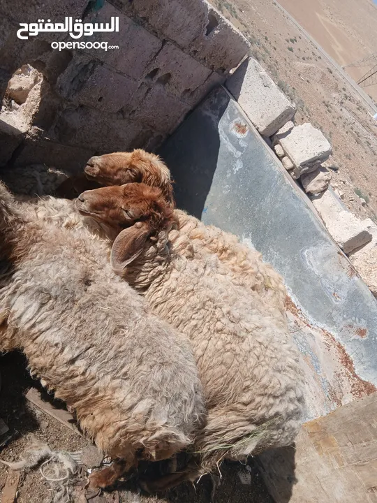 عروض اضاخي بسعر مغري