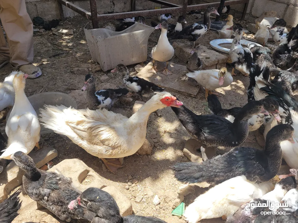 بطط مرتب لحم خرافي لانه مهتمين بغذائه يوجد أحجام مختلفه + يوجد حجل لحم مرتب + بيض بط+ بيض حجل