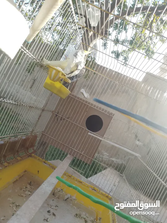 جوز ببغاء كوكتيل