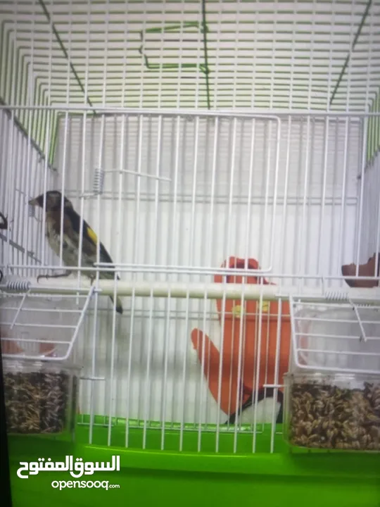 حسون تربية قفص للبيع
