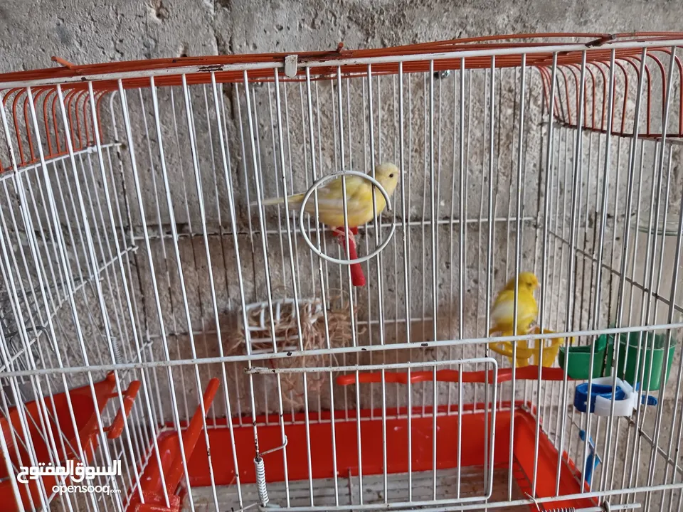 انثايتين كنار ليموني اليموني الغامقه جاهزه معبيه بدها تبيض اليموني الفاتح عمرها 5 أشهر شهر بتشتغل