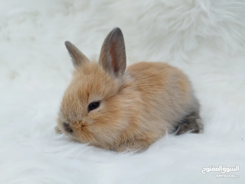 أرانب هولندية صغيرة، أليفة، ألوان مميزة