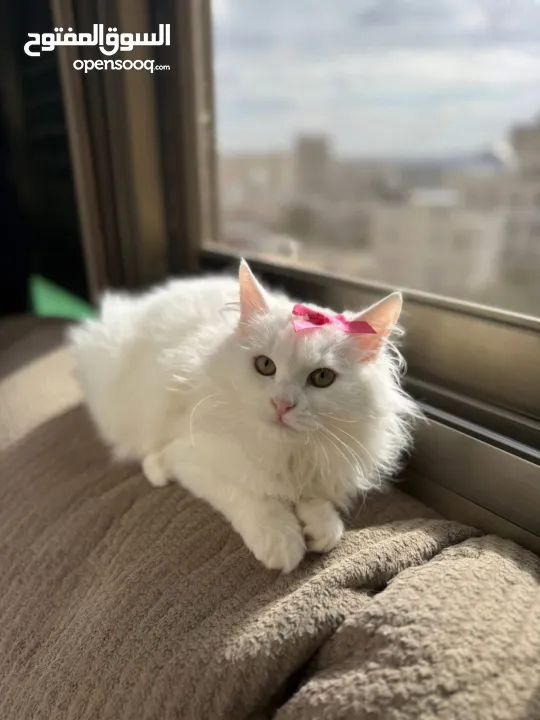 شيرازي بريطاني ~ شيرازي انغورا~ بيع سعر رمزي ~