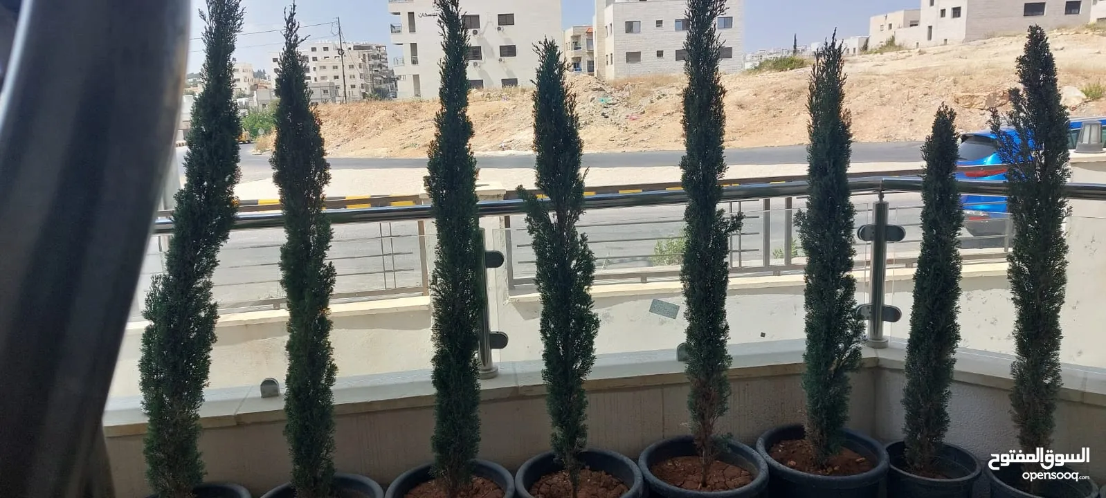شجر سرو ايطالي عدد 12  الحجم من 1.20سم ولغاية 1.60