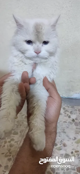 قطة أنثى بيضاء ذات عيون زرقاء