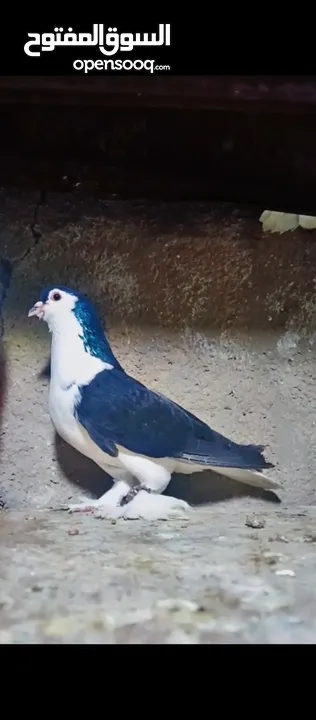حمام للبيع فحول زق وجوز بواز
