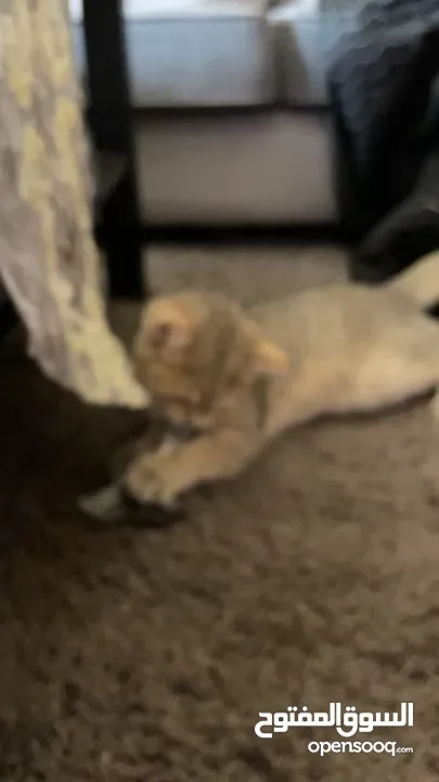 قط سكوتش فولد ستريت قولد مع كامل اغراضه