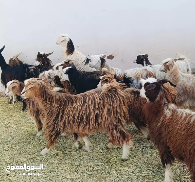 جدايا وسخلات السعر 58 ف الرأس بالجمله وتنقي ع 68 سمان ذبايح حلوات ما عليهن كلام الجدايا 2 فقط