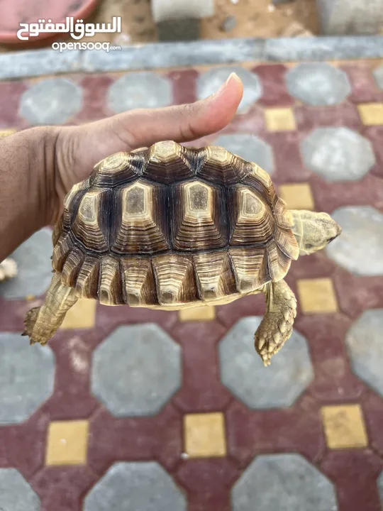 Sulcata tortoise