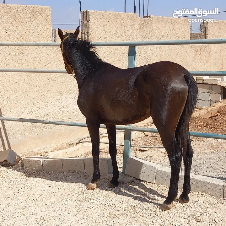 مهره العمر سنتين ونص