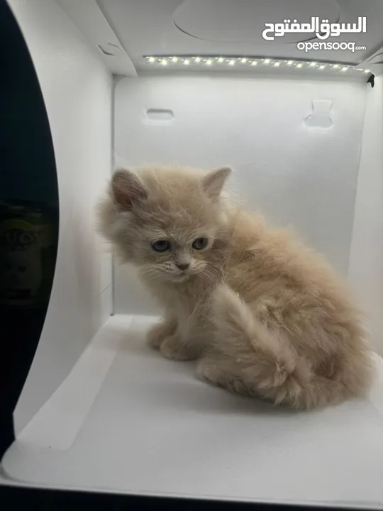 Adorable Scottish long hair Kittens!