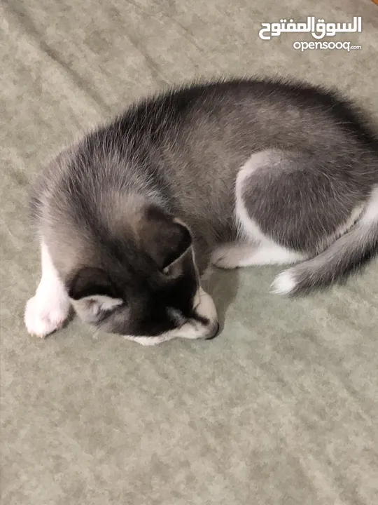 Female husky