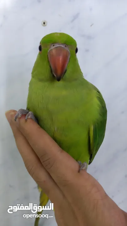 green parrot hand tamed