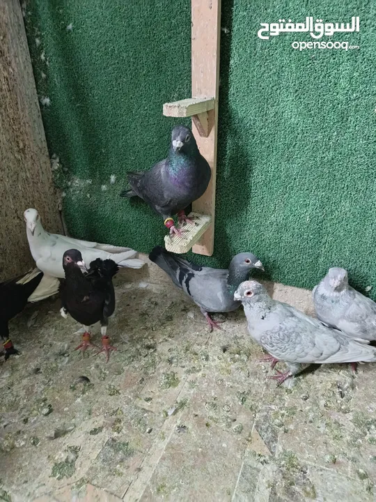 حمام مشكل بسعر حرق