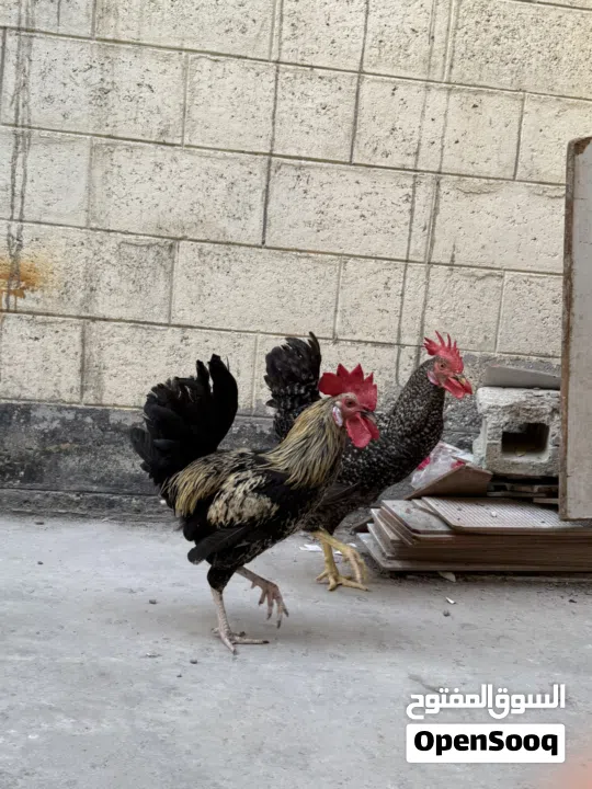 دجاج وديوك للبيع